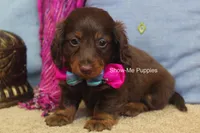 Morgana, a female Miniature Dachshund for sale in West Plains, MO – 8 of 9