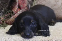 Nicole, a female Miniature Dachshund for sale in West Plains, MO – 9 of 10