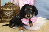 Lexi, a female Miniature Dachshund for sale in West Plains, MO – 2 of 8