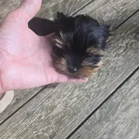 Charlie, a male Yorkshire Terrier for sale in Ohio, OH – 2 of 2