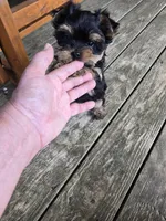 Koal, a male Yorkshire Terrier for sale in Ohio, OH – 3 of 3