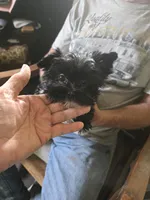 Annabelle , a female Yorkshire Terrier for sale in Ohio, OH – 2 of 7