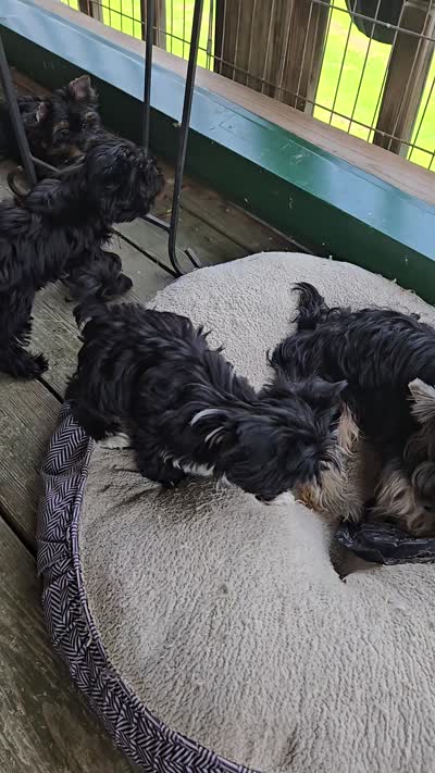Annabelle , a female Yorkshire Terrier for sale in Ohio, OH – 7 of 7