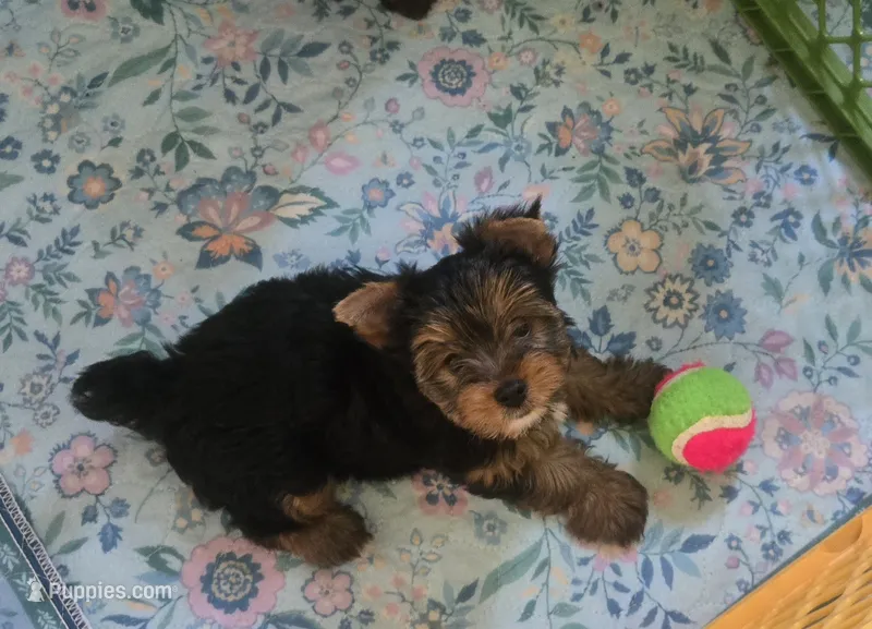 Charlie – Yorkshire Terrier puppy for sale in Ohio, OH