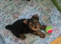 Charlie, a male Yorkshire Terrier for sale in Ohio, OH – 1 of 1