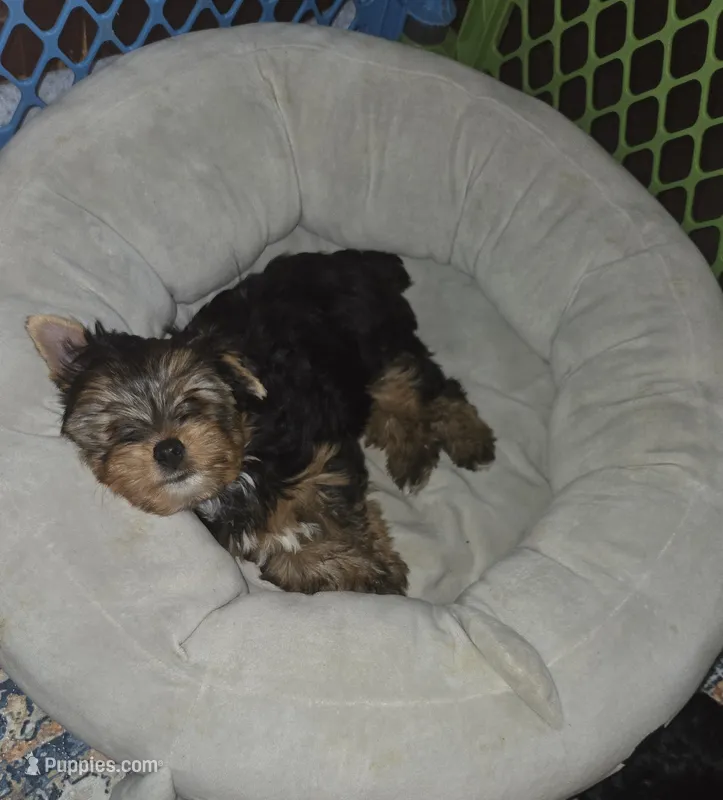 Charlie – Yorkshire Terrier puppy for sale in Ohio, OH