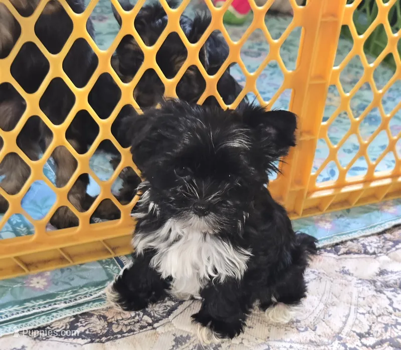 Annabelle  – Yorkshire Terrier puppy for sale in Ohio, OH