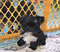 IAnnabelle , a female Yorkshire Terrier for sale in Ohio, OH – 1 of 6