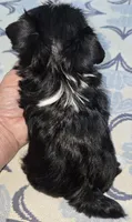 Annabelle , a female Yorkshire Terrier for sale in Ohio, OH – 3 of 5