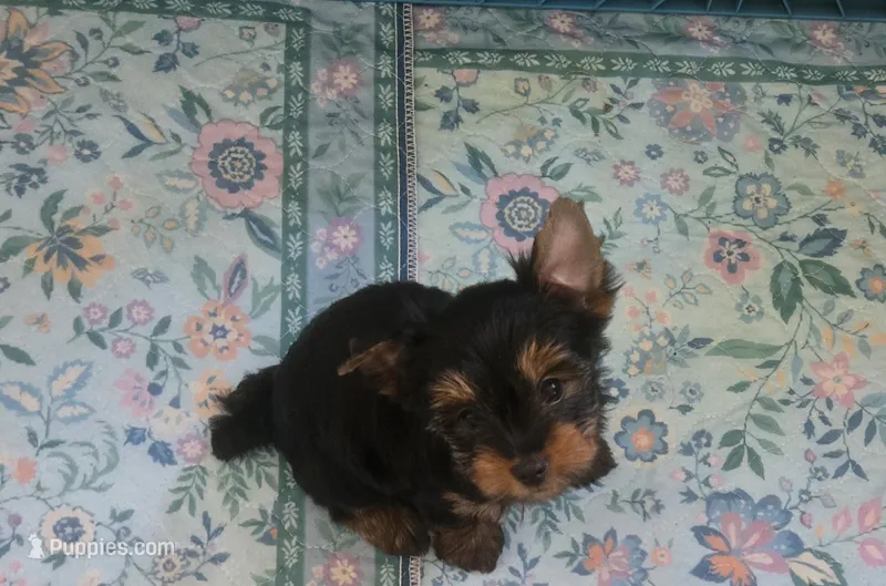 Sammy – Yorkshire Terrier puppy for sale in Ohio, OH