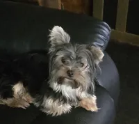 Annabelle , a female Yorkshire Terrier for sale in Ohio, OH – 5 of 5