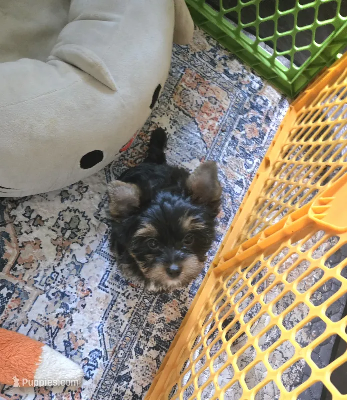 Harley  – Yorkshire Terrier puppy for sale in Ohio, OH