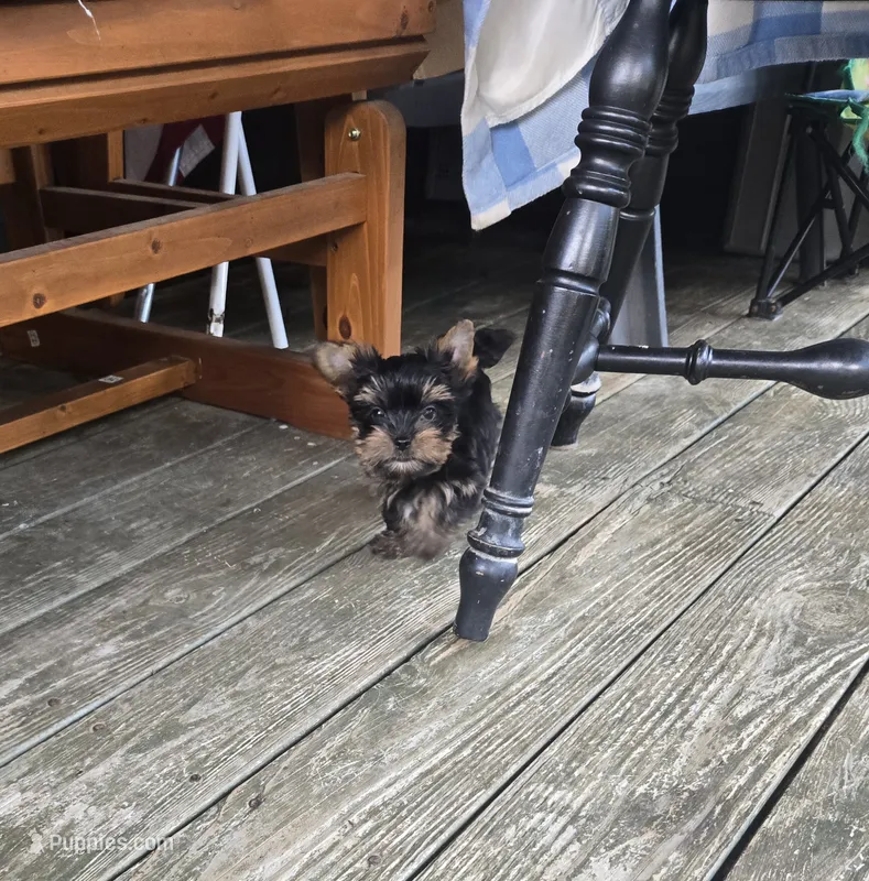 Charlie – Yorkshire Terrier puppy for sale in Ohio, OH