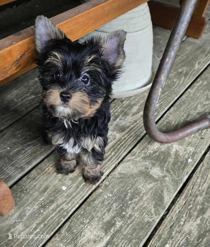 Harley  – Yorkshire Terrier puppy for sale in Ohio, OH