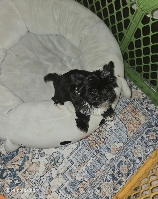 IAnnabelle  – Yorkshire Terrier puppy for sale in Ohio, OH