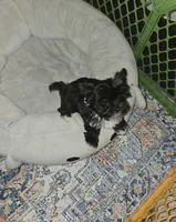 Annabelle , a female Yorkshire Terrier for sale in Ohio, OH – 1 of 7