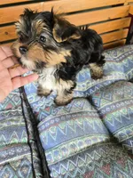 Sammy, a male Yorkshire Terrier for sale in Ohio, OH – 3 of 4