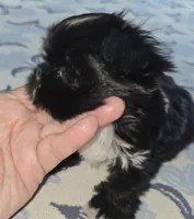 Annabelle , a female Yorkshire Terrier for sale in Ohio, OH – 2 of 5