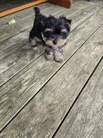 Koal, a male Yorkshire Terrier for sale in Ohio, OH – 2 of 3