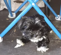 IAnnabelle , a female Yorkshire Terrier for sale in Ohio, OH – 2 of 6