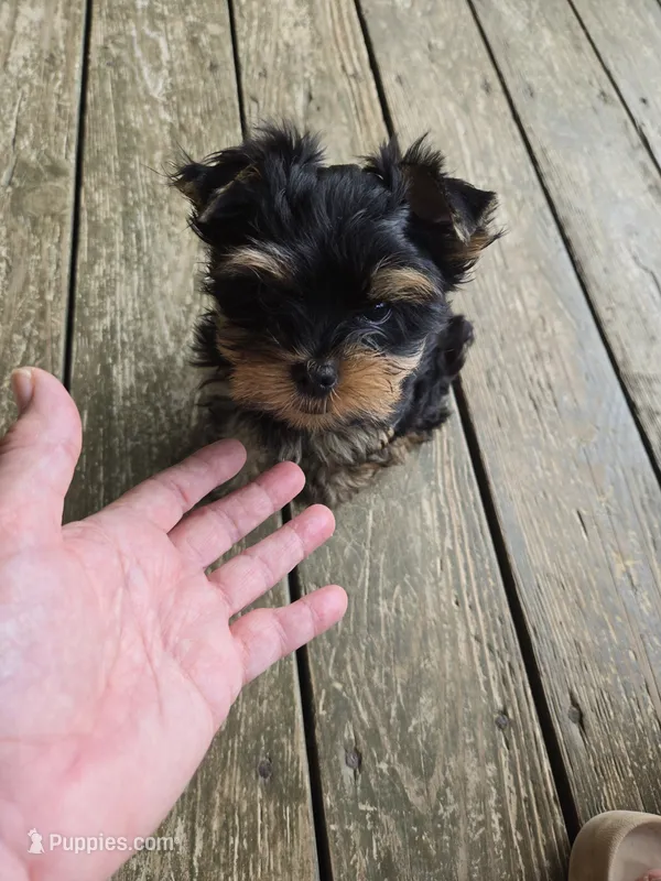 Koal – Yorkshire Terrier puppy for sale in Ohio, OH