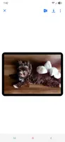Annabelle , a female Yorkshire Terrier for sale in Ohio, OH – 4 of 5