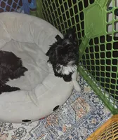 Annabelle , a female Yorkshire Terrier for sale in Ohio, OH – 3 of 7