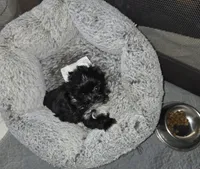 IAnnabelle , a female Yorkshire Terrier for sale in Ohio, OH – 3 of 6