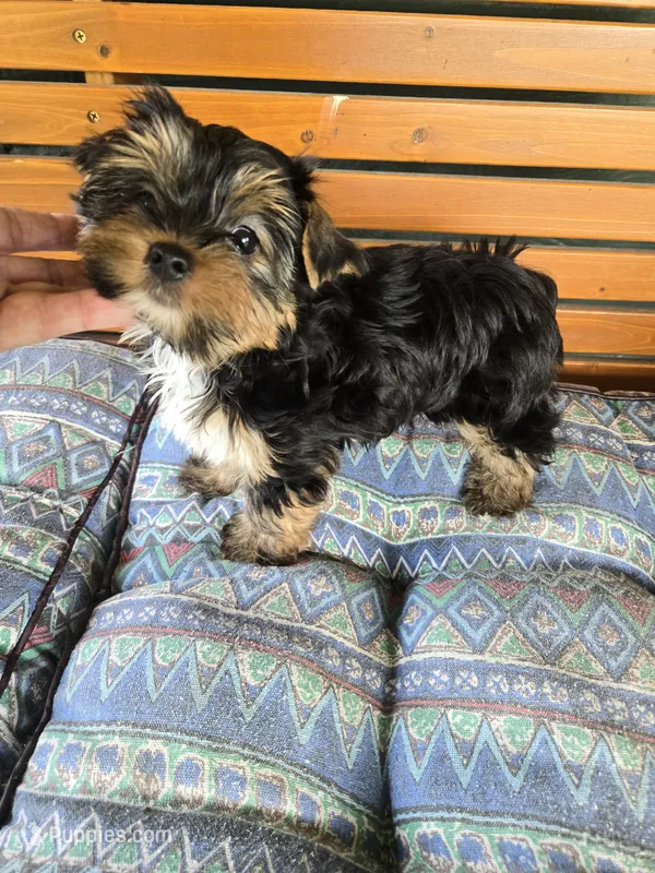Sammy – Yorkshire Terrier puppy for sale in Ohio, OH