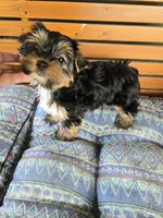 Sammy, a male Yorkshire Terrier for sale in Ohio, OH – 1 of 4