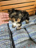 Sammy, a male Yorkshire Terrier for sale in Ohio, OH – 2 of 4