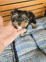 Sammy, a male Yorkshire Terrier for sale in Ohio, OH – 4 of 4