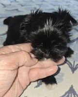 Annabelle , a female Yorkshire Terrier for sale in Ohio, OH – 1 of 5