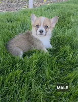 Charlie, a male Pembroke Welsh Corgi for sale in Wapato, WA – 1 of 1