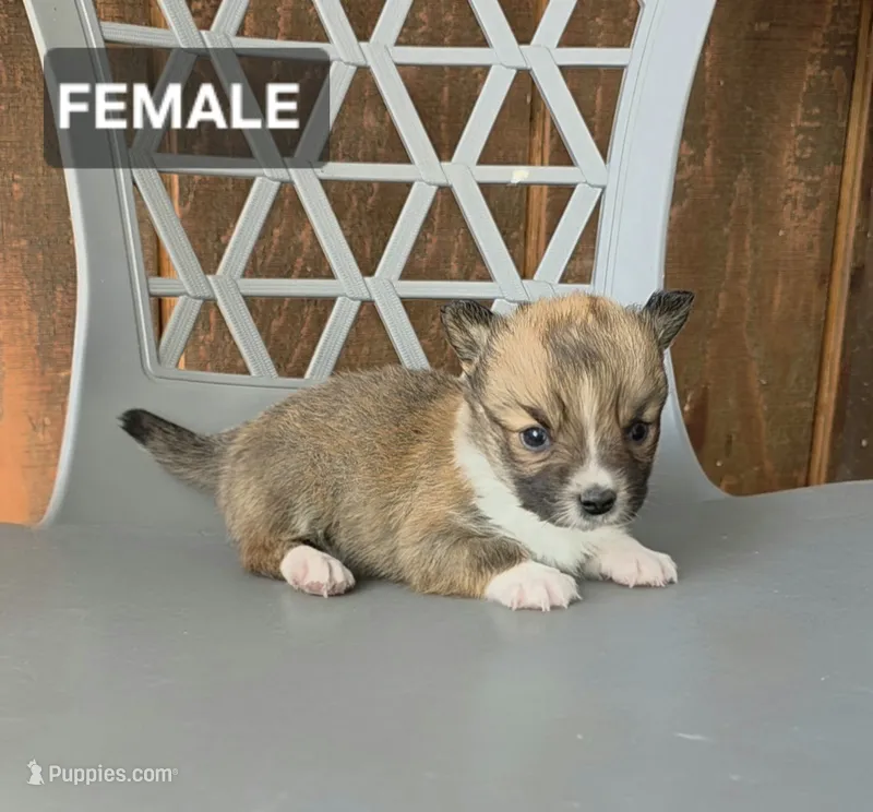 Suzie, a female Cardigan Welsh Corgi and Pembroke Welsh Corgi for sale in Wapato, WA – 1 of 1