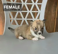 Suzie, a female Cardigan Welsh Corgi and Pembroke Welsh Corgi for sale in Wapato, WA – 1 of 1