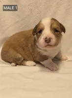 Male 1 (fluffy), a male Cardigan Welsh Corgi for sale in Wapato, WA – Photo 2 of 2