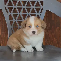 Male 1 (fluffy), a male Cardigan Welsh Corgi for sale in Wapato, WA – Photo 1 of 2