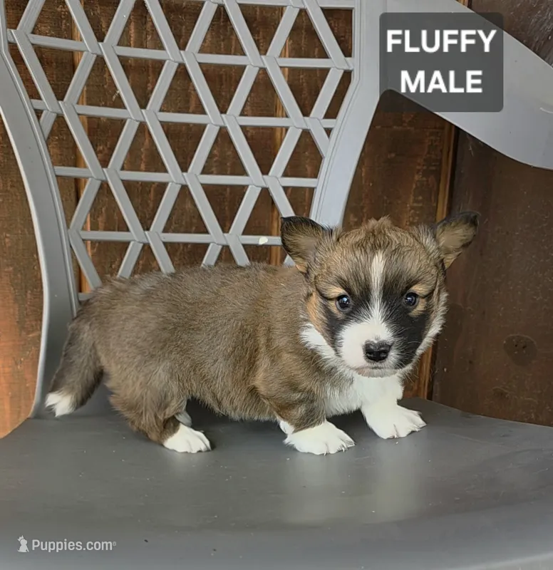 Tommy, a male Cardigan Welsh Corgi and Pembroke Welsh Corgi for sale in Wapato, WA – 1 of 1
