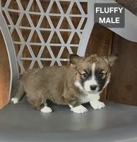 Tommy, a male Cardigan Welsh Corgi and Pembroke Welsh Corgi for sale in Wapato, WA – 1 of 1