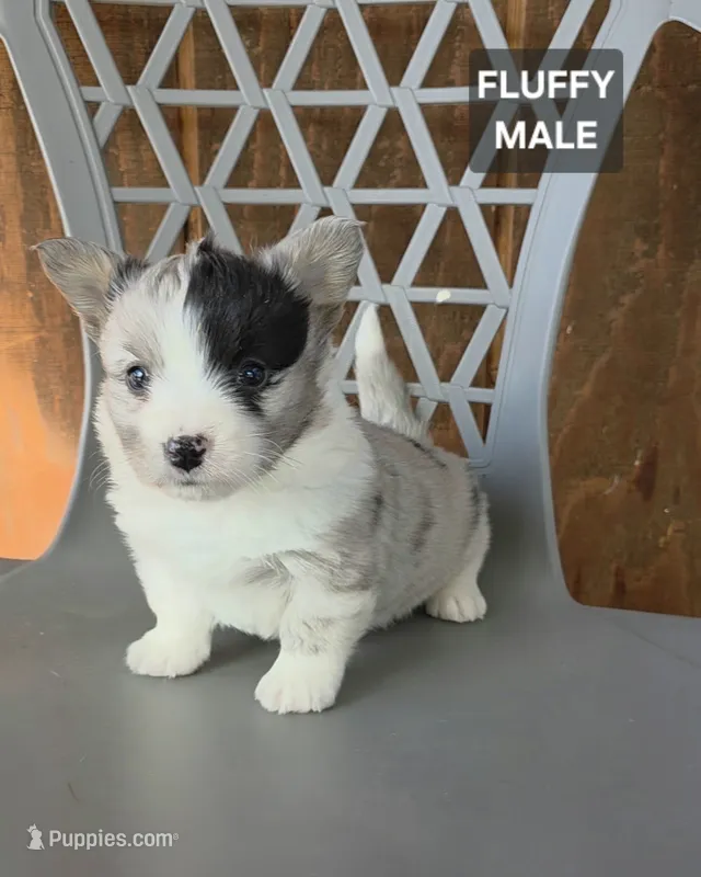 Freddy, a male Cardigan Welsh Corgi and Pembroke Welsh Corgi for sale in Wapato, WA – 1 of 1