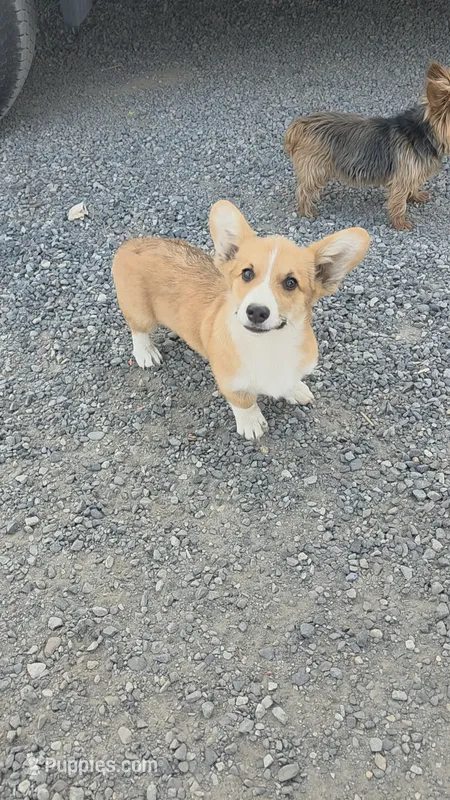 Charlie – Pembroke Welsh Corgi puppy for sale in Wapato, WA
