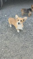 Charlie, a male Pembroke Welsh Corgi for sale in Wapato, WA – 1 of 2
