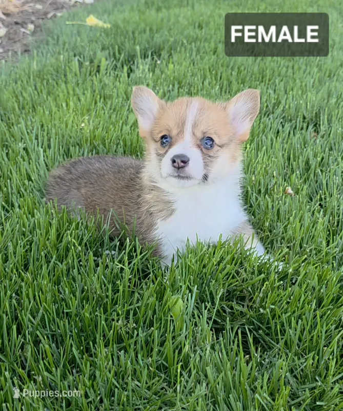 Fiona – Pembroke Welsh Corgi puppy for sale in Wapato, WA