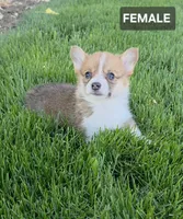 Fiona, a female Pembroke Welsh Corgi for sale in Wapato, WA – 1 of 1