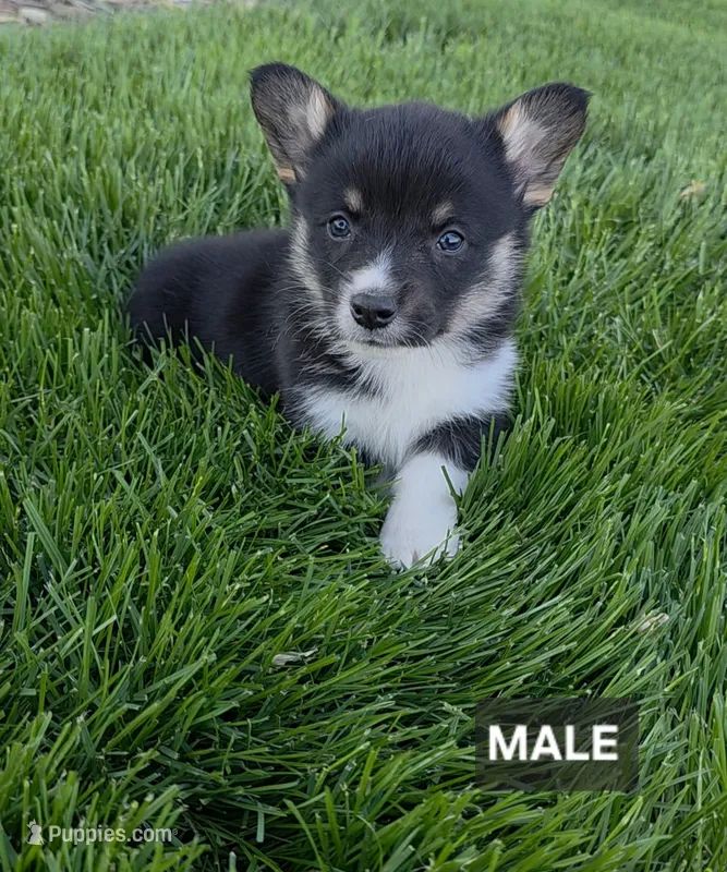 Jackson – Pembroke Welsh Corgi puppy for sale in Wapato, WA