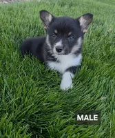 Jackson, a male Pembroke Welsh Corgi for sale in Wapato, WA – 1 of 1
