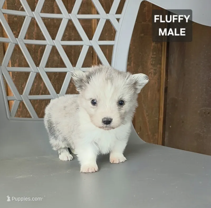 Mini, a male Cardigan Welsh Corgi and Pembroke Welsh Corgi for sale in Wapato, WA – 1 of 1