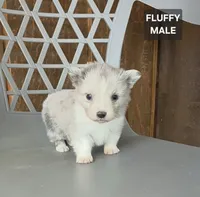 Mini, a male Cardigan Welsh Corgi and Pembroke Welsh Corgi for sale in Wapato, WA – 1 of 1