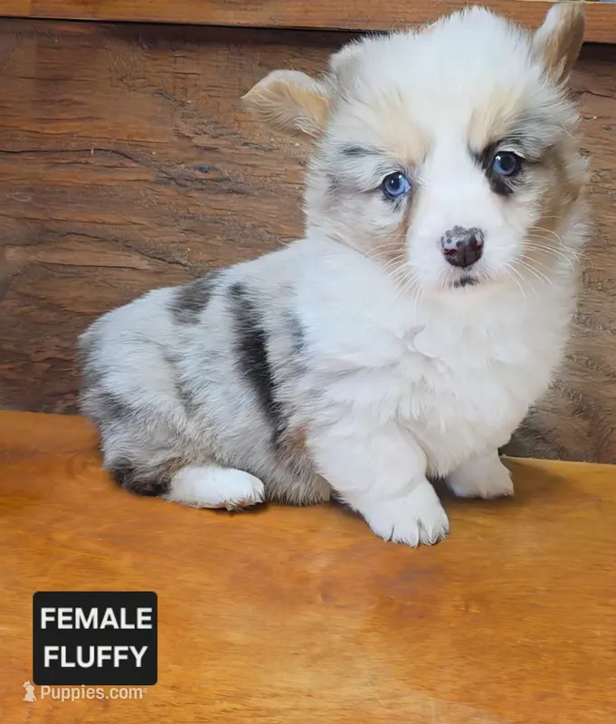 Female Fluffy
